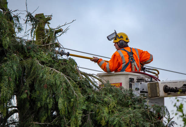 How Our Tree Care Process Works  in  Ellsworth, WI