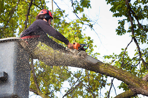 Best Arborist Consultation Services  in Ellsworth, WI