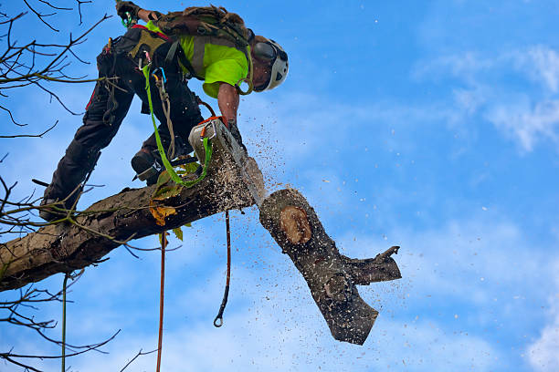 Best Storm Damage Tree Cleanup  in Ellsworth, WI